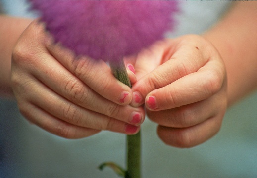 Jimson Weed in hands